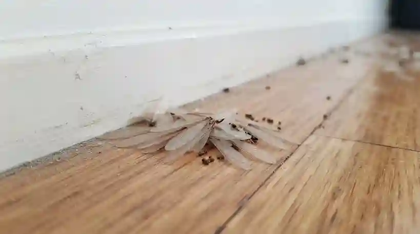 Asas de cupim encontradas no chão perto de uma janela