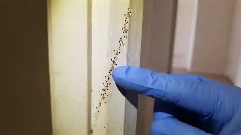 Inspeção de móvel de madeira para identificar sinais de cupim
